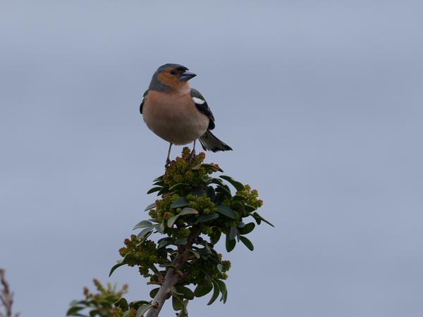 <h3><a href="/trips/kreta/biota/animalia/chordata/aves/040 passeriformes/121 fringillidae/fringilla coelebs/fringilla coelebs-nl.html">Fringilla&nbsp;coelebs</a> / Common&nbsp;chaffinch / Vink</h3>OM-1 Mark II met OLYMPUS M.150-400mm F4.5, 1/2000 sec  bij F4.5, ISO 320, afstand 10.9&nbsp;m